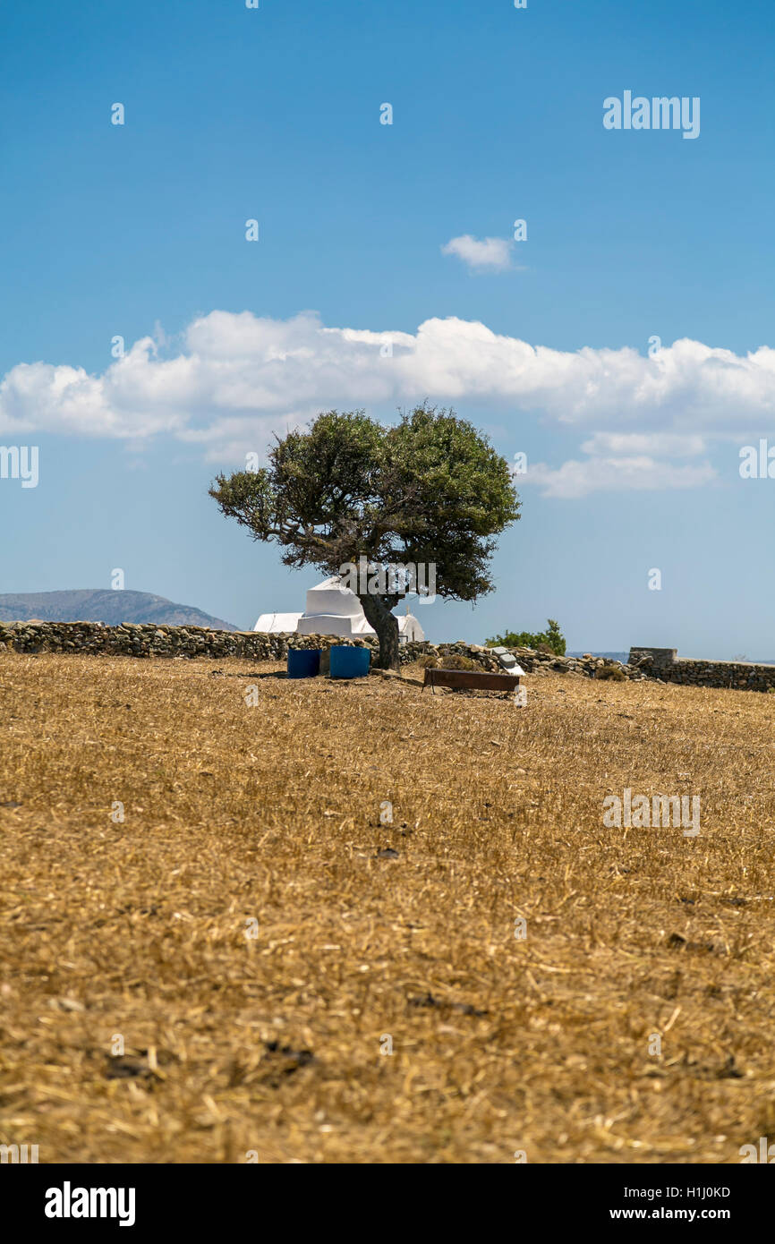Paesaggio greco con l'ulivo e la cappella bianca Foto Stock