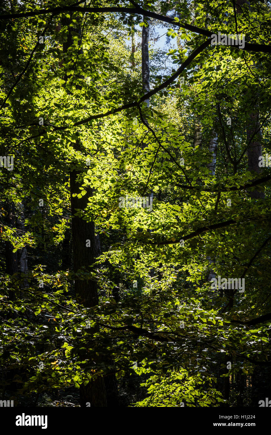 Foresta estate sole risplende attraverso le foglie Foto Stock