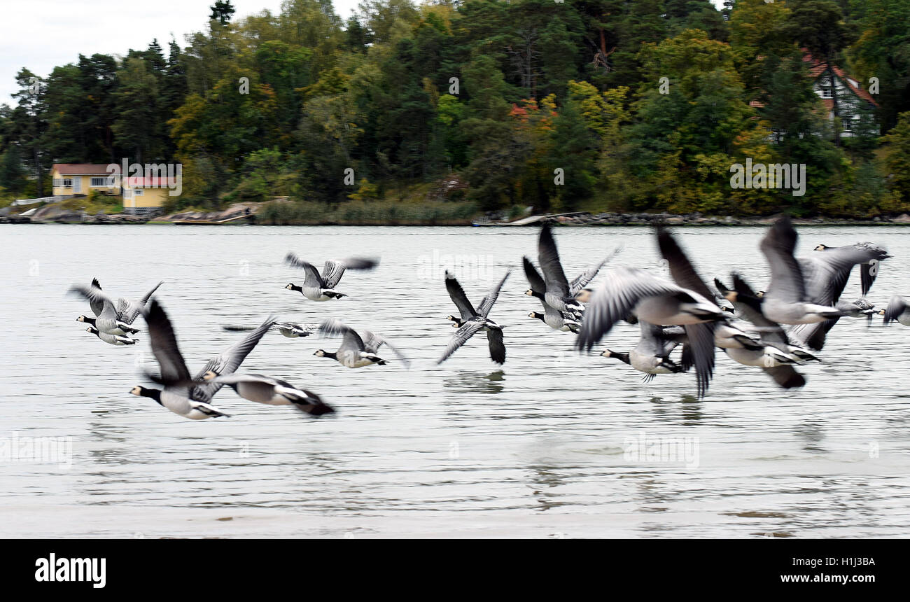 Oche facciabianca volano sopra il livello del mare a Turku, in Finlandia. Foto Stock
