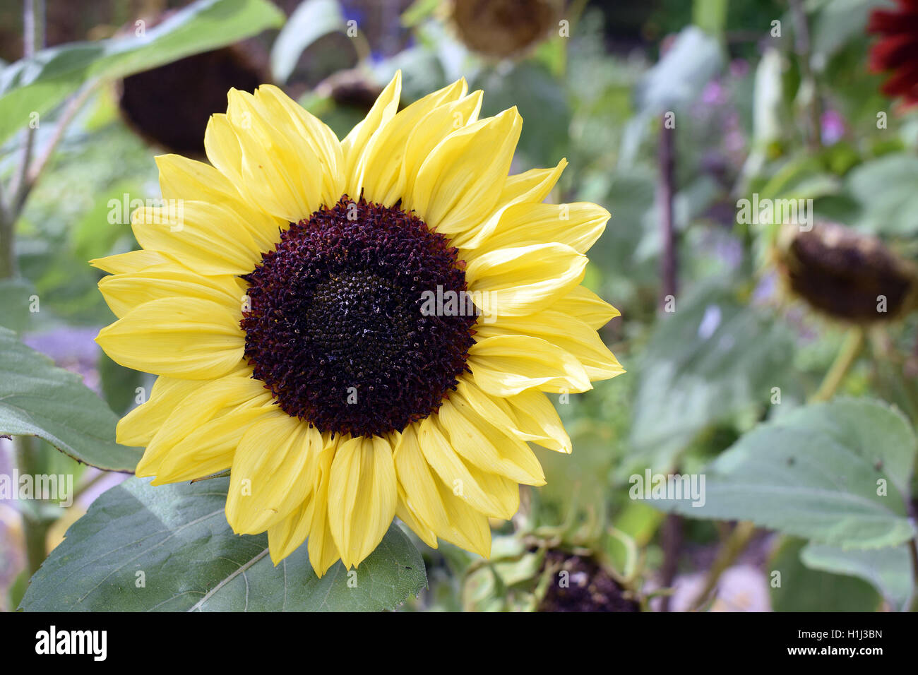 Bella sun flower (Helianthus annuus) closeup. Foto Stock