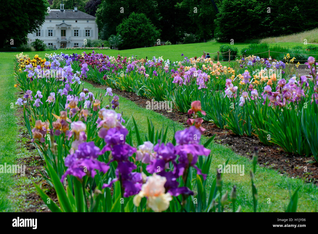 Deutsche Iris, Garten der Villa Merian, Basilea, Gruen 80, Schweiz Foto Stock