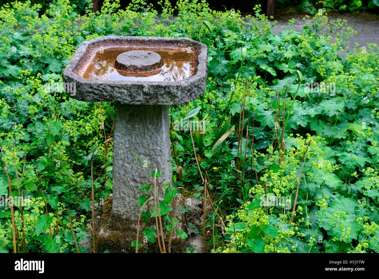 Vogeltraenke aus Stein nel Garten, Frauenmantel, Alchemilla vulgaris Foto Stock