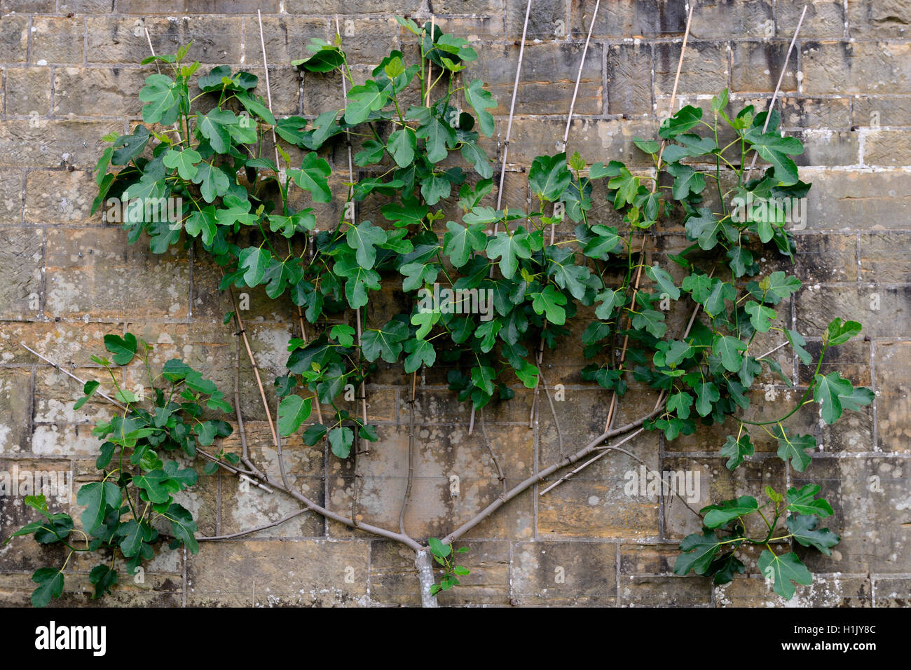 Feigenbaum als Spalier un Mauer gezogen, Ficus carica, Echte Feige Foto Stock