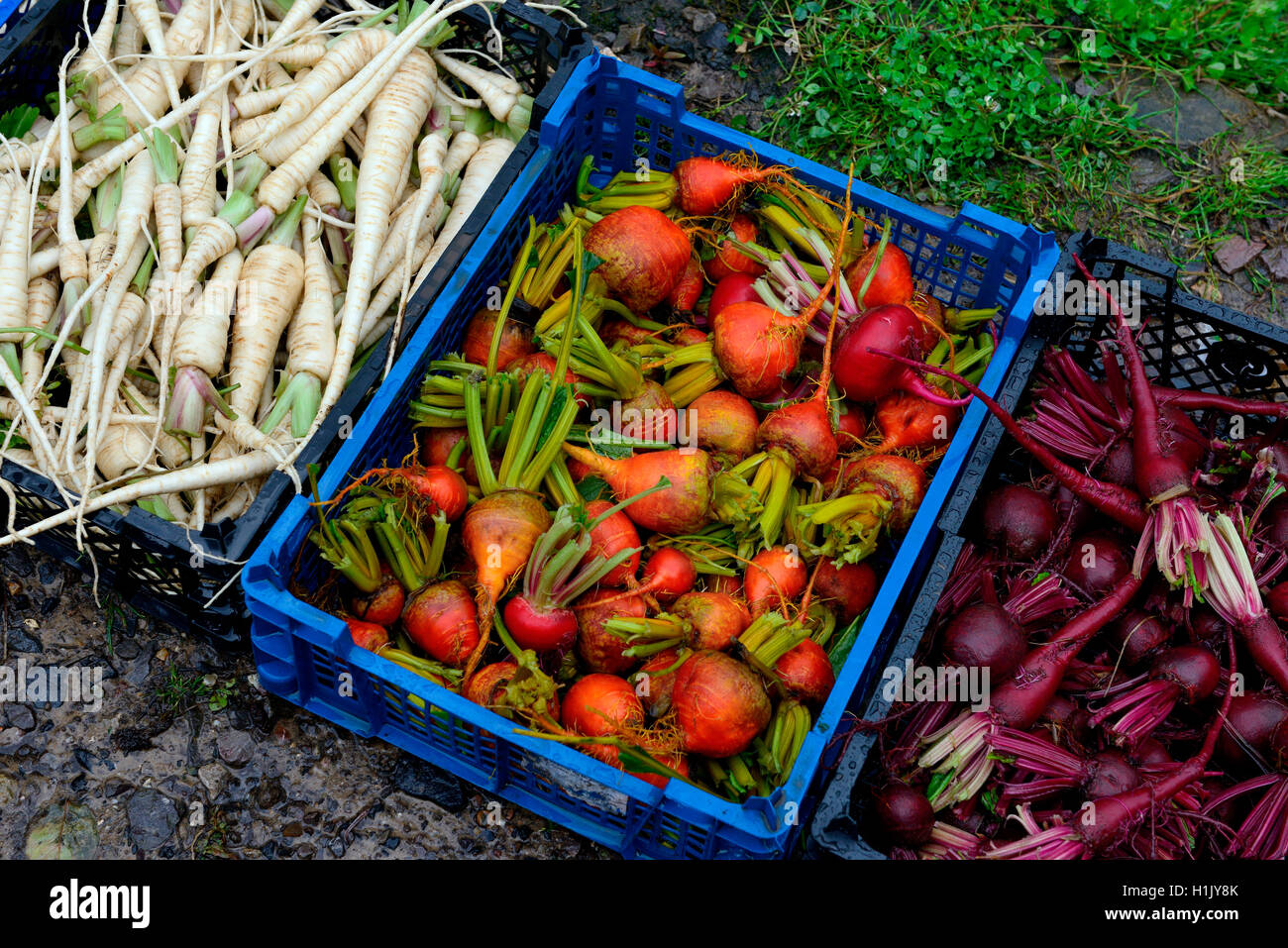 Rote Bete und Petersilienwurzel in Koerben, Beta vulgaris vulgaris var. conditiva, Petroselinum crispum tuberosum Foto Stock