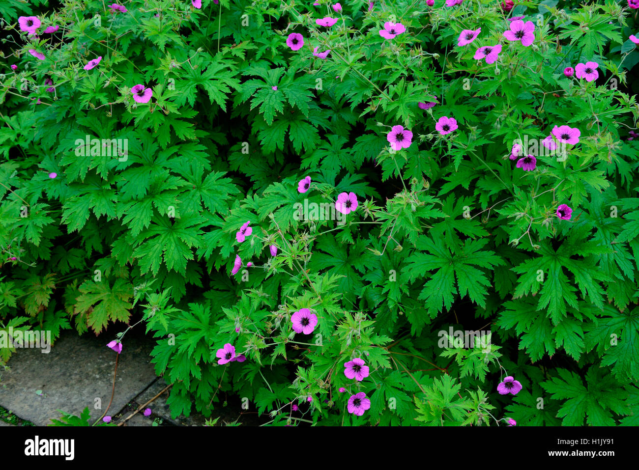 In Storchschnabel Blumenbeet, Geranium pratense Foto Stock