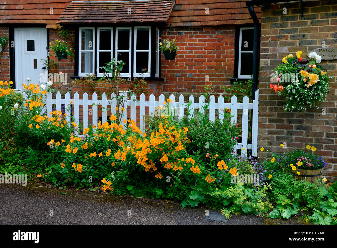 Haus mit Blumenschmuck, vor Inkalilien Zaun, Inkalilie, Alstroemeria, Frauenmantel, Alchemilla vulgaris, Inghilterra, Grossbritannien Foto Stock