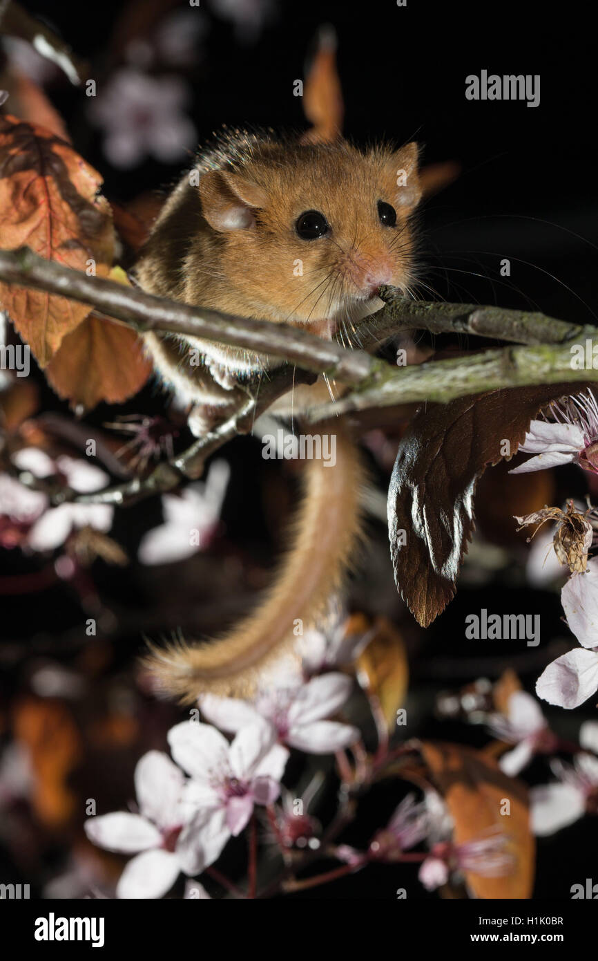 Hazel ghiro, adulto, in fioritura myrobalab prugna, (Muscardinus avellanarius), (Prunus cerasifera Nigra) Foto Stock