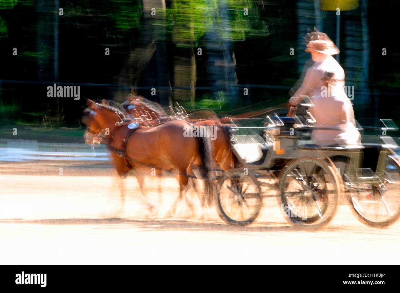 Welsh Mountain Pony, combinata la guida carrello, sport equestri, cablaggio, coppia di cavalli Foto Stock