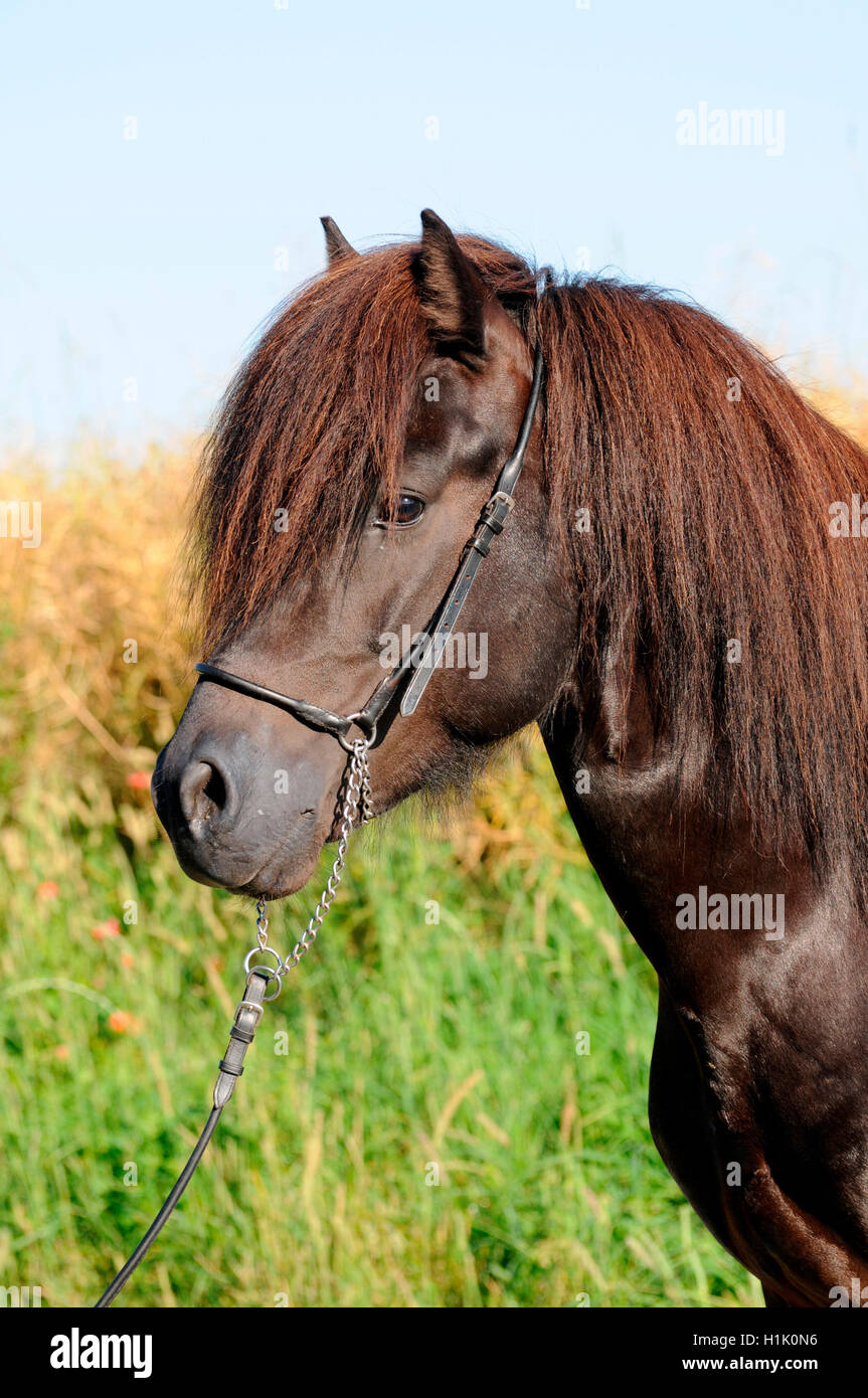 Cavallo islandese, stallone Foto Stock