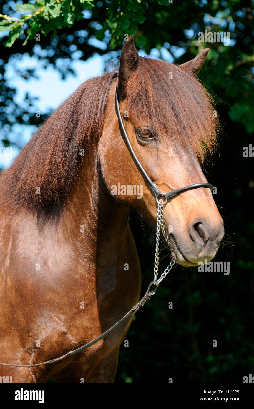 Cavallo islandese, mare Foto Stock