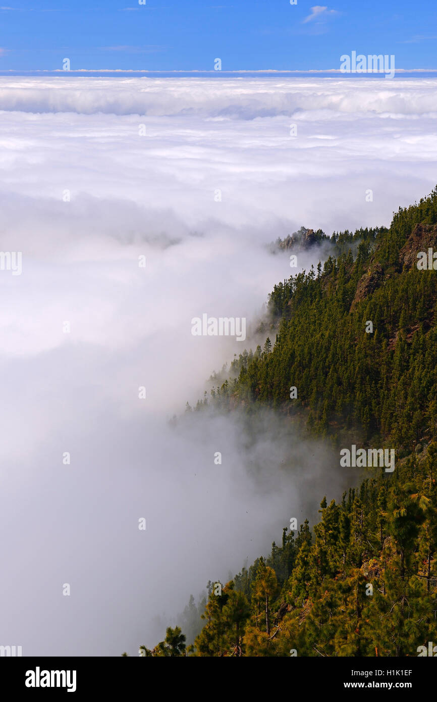 Stauen Passatwolken sich am Berg, Nationalpark Teide, Teneriffa, Kanarische isole, Spanien Foto Stock