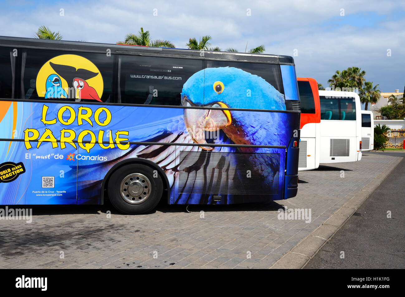 Reisebus des Loro Parque, Teneriffa, Kanarische isole, Spanien Foto Stock