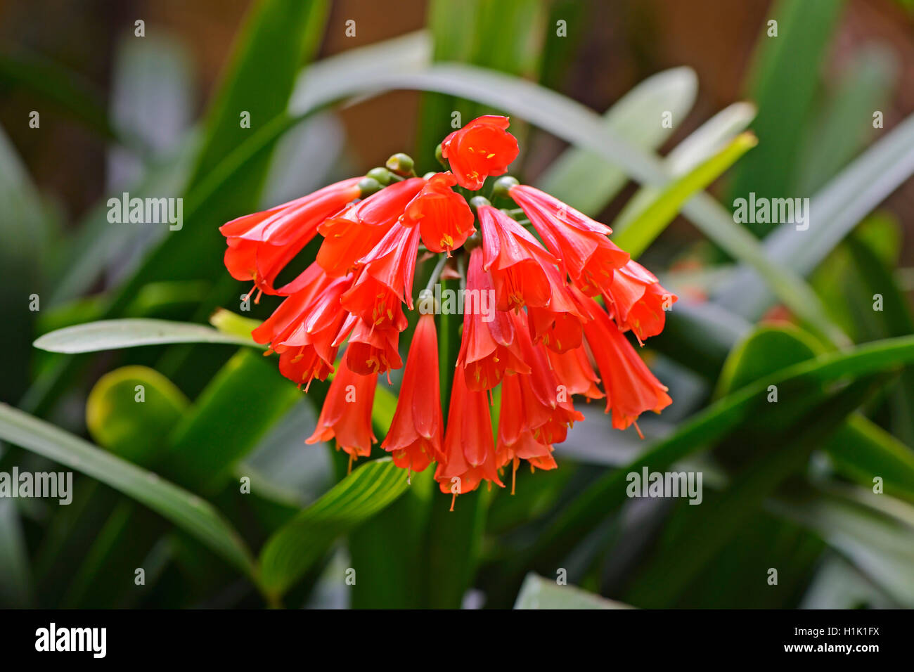 Klivie (Clivia caulescens), Suedafrika Foto Stock