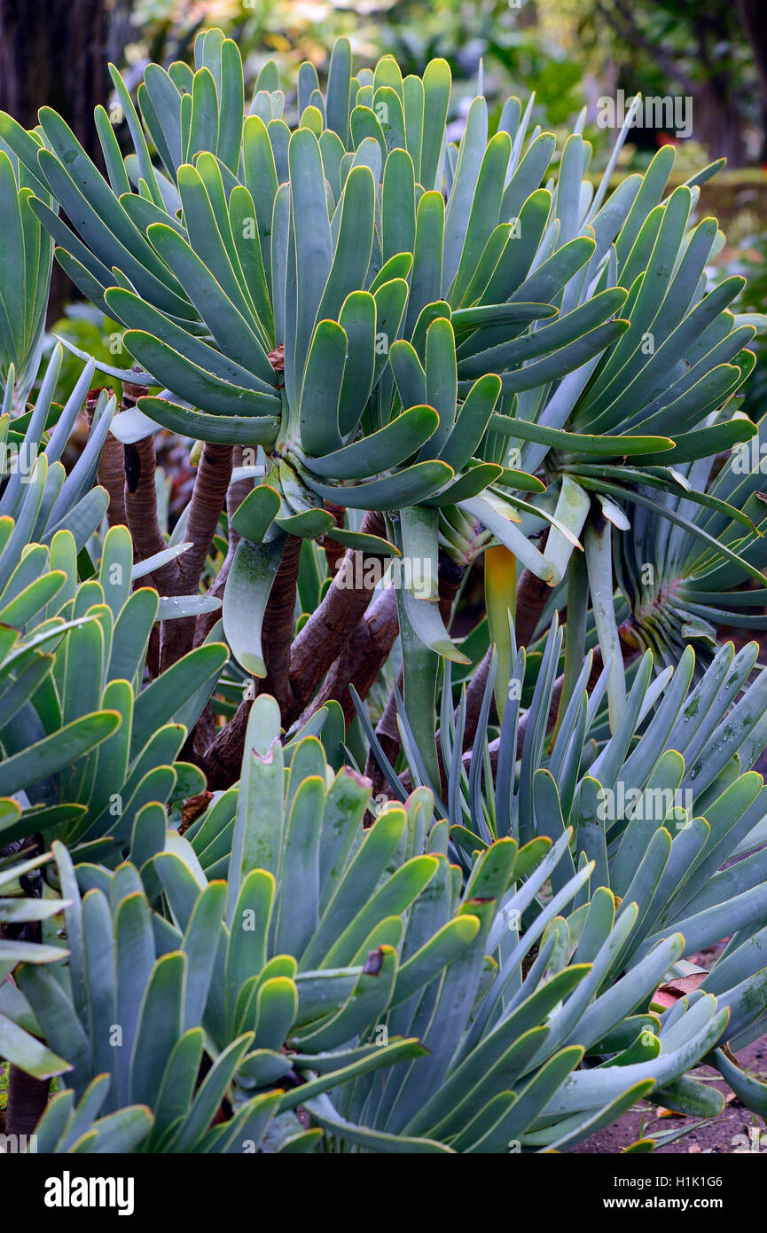 Aloe, (Kumara plicatilis, auch Aloe plicatilis), Suedafrika Foto Stock