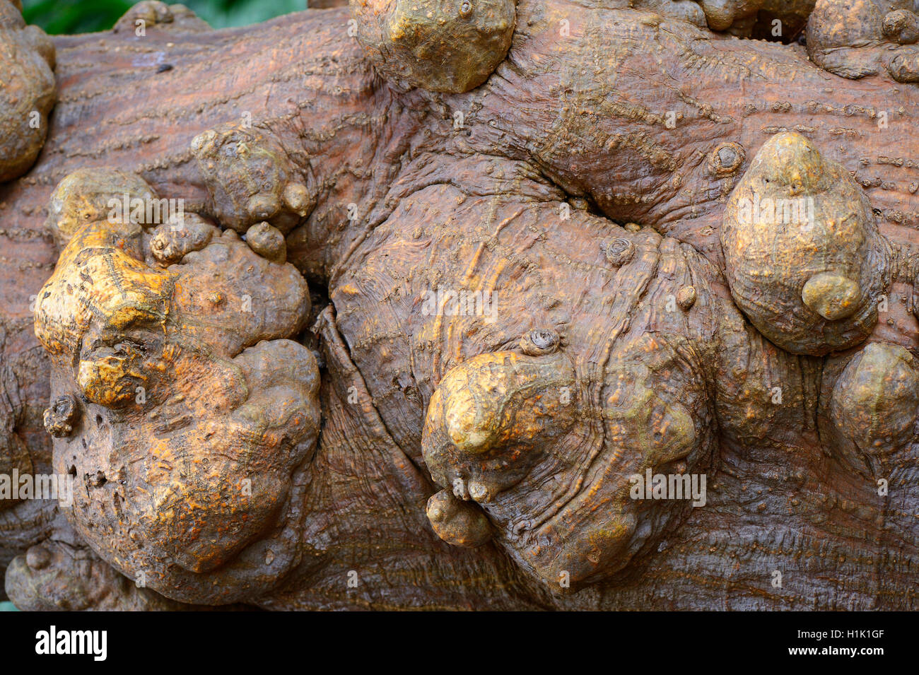 Charakteristische Beulen am Stamm des Mexikanischen Korallenbaum (Erythrina americana), Mittelamerika Foto Stock