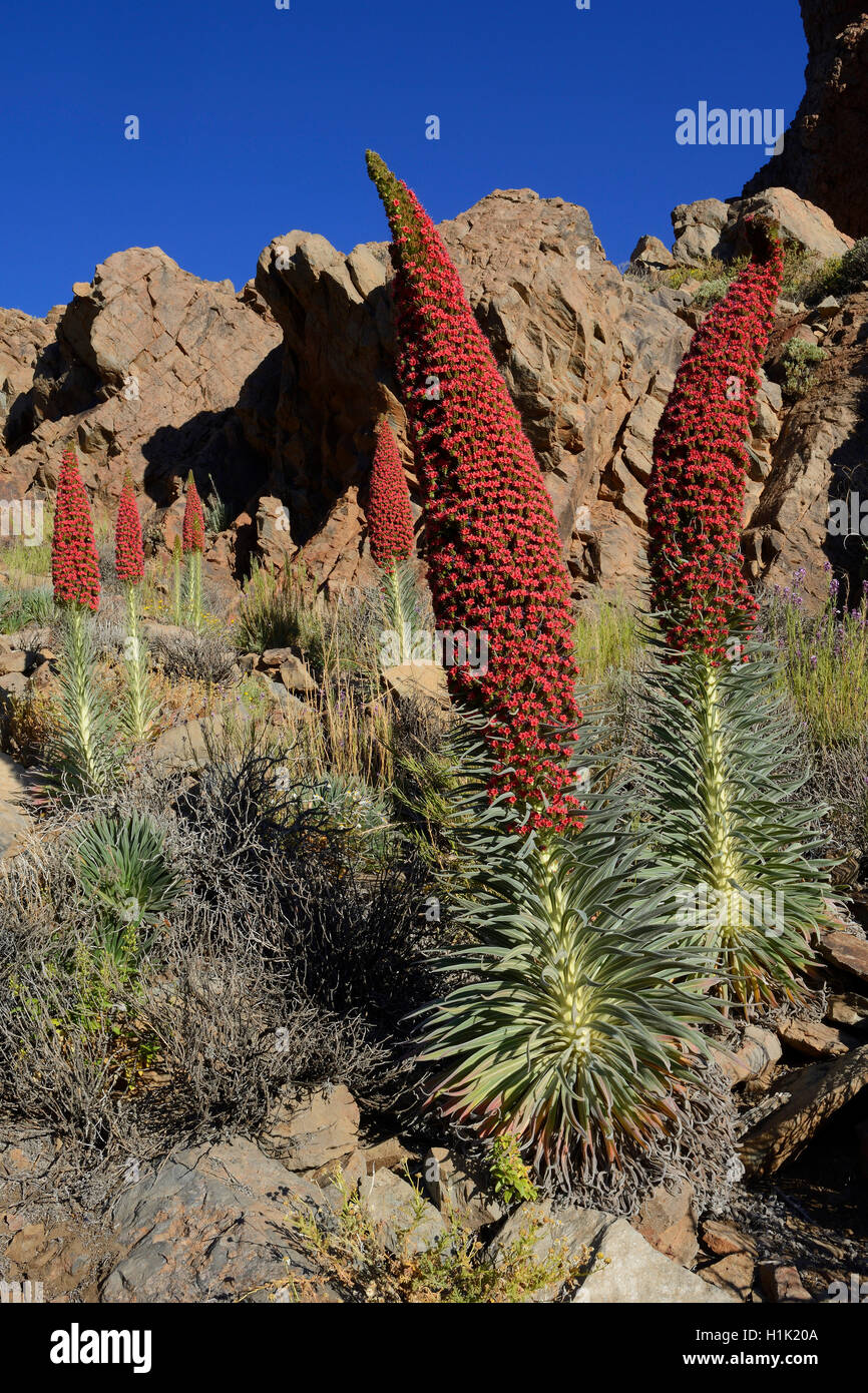 Wildprets Natternkopf (Echium wildpretii), Teide-Nationalpark, Las Llanadas, Provinz Santa Cruz de Tenerife, Teneriffa, Kanaren, Spanien Foto Stock