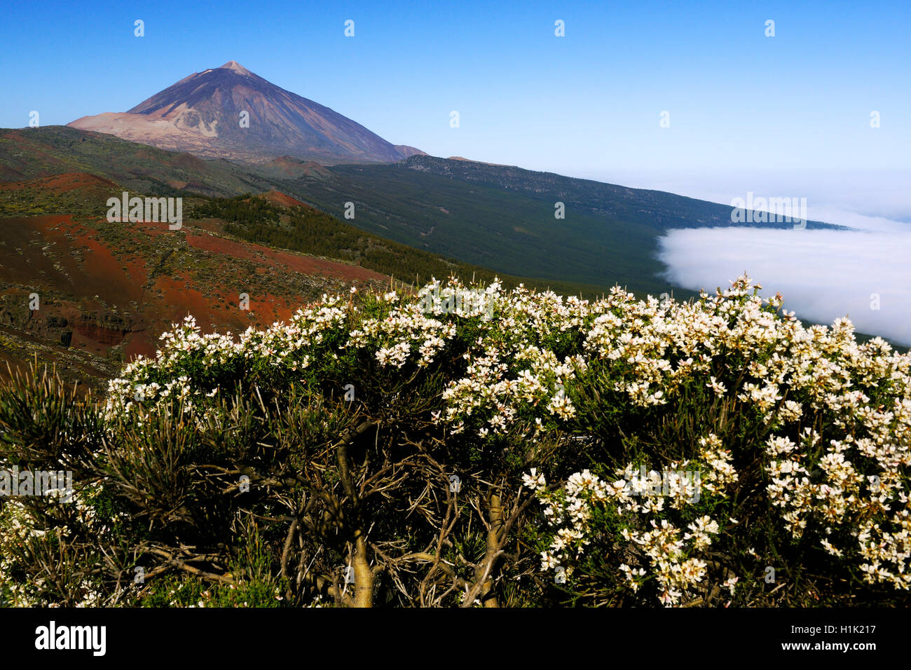 Vulkan Pico del Teide, Teide-Nationalpark, Parque Nacional de Las Canadas del Teide, Teneriffa, Kanarische isole, Spanien Foto Stock