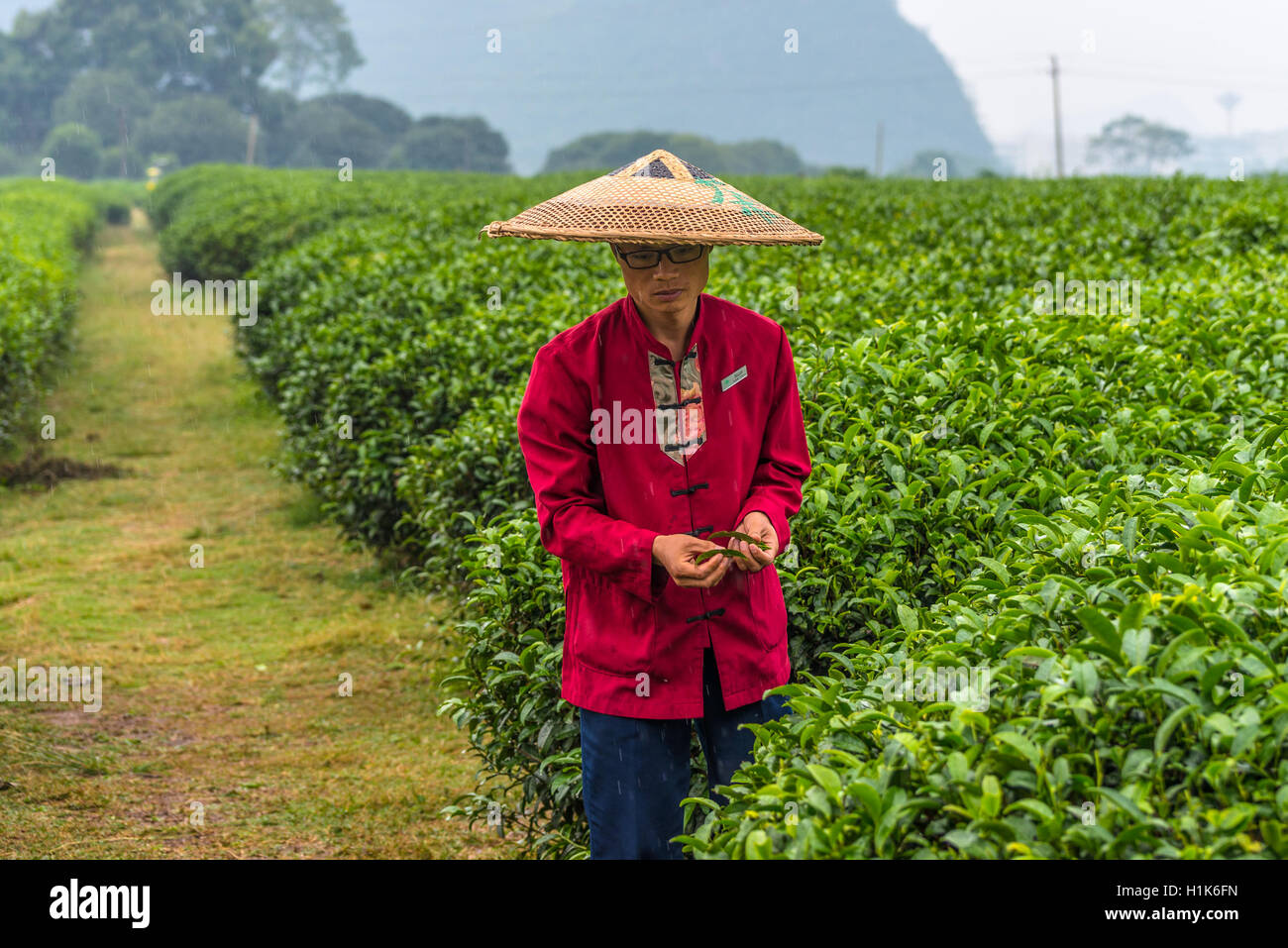 Ritratto di cinesi agricoltore tradizionale paglia largo-colmato hat sotto la pioggia - prelevare le foglie di tè nel campo Foto Stock