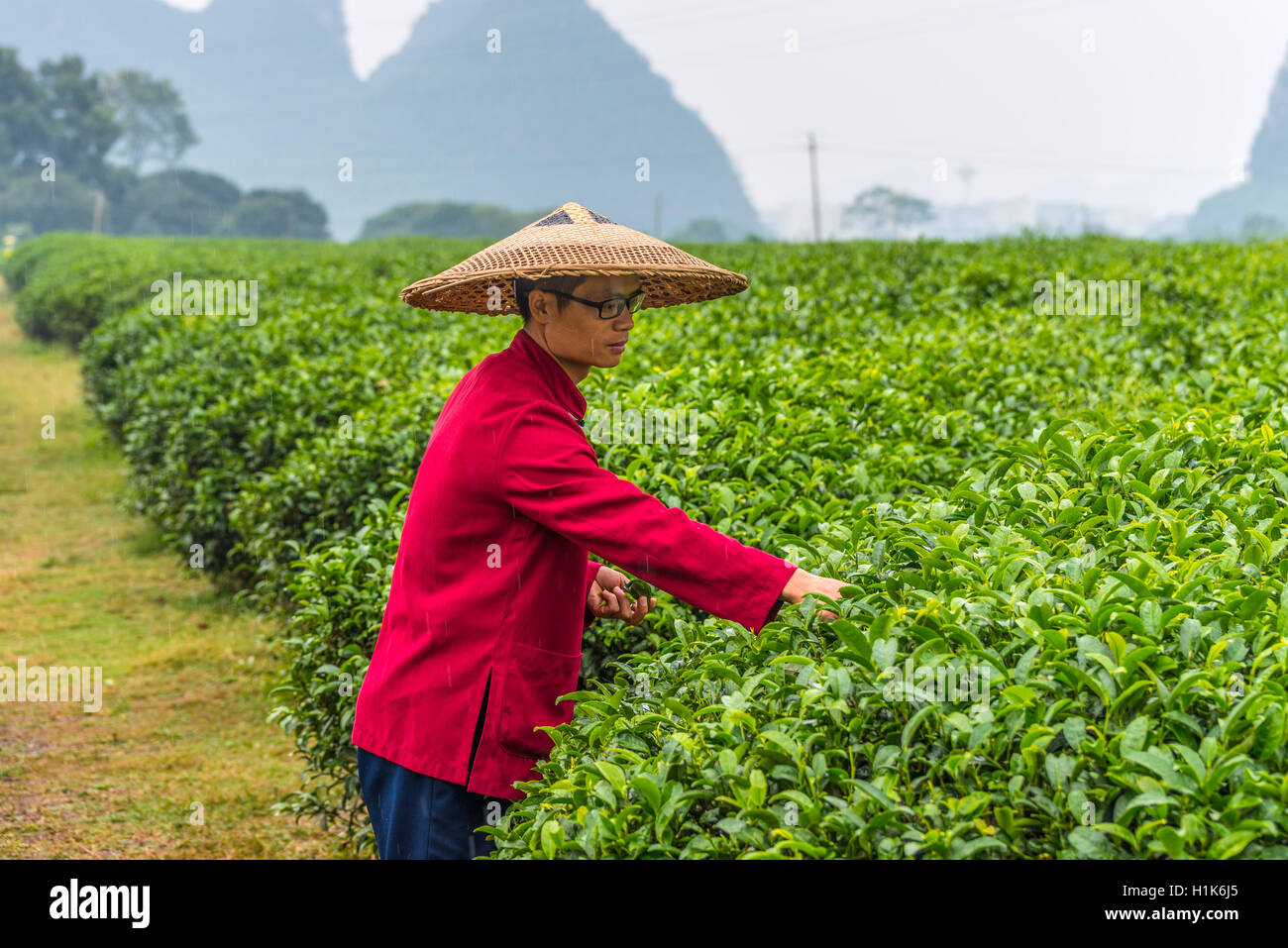 Ritratto di cinesi agricoltore tradizionale paglia largo-colmato hat sotto la pioggia - prelevare le foglie di tè nel campo Foto Stock