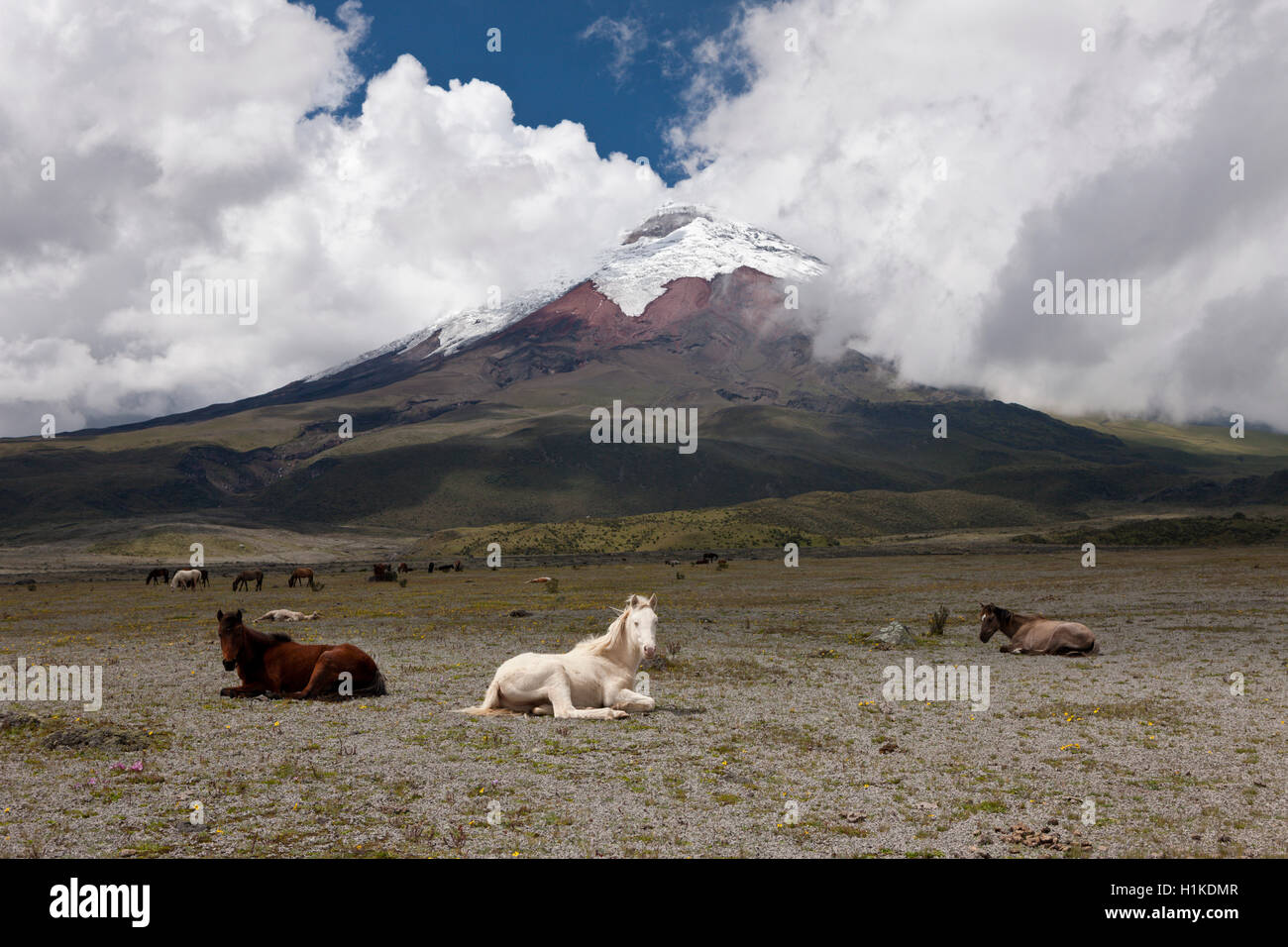 Cavalli selvaggi pascolando vicino Cotopaxi, Parco Nazionale Cotopaxi, Ecuador Foto Stock