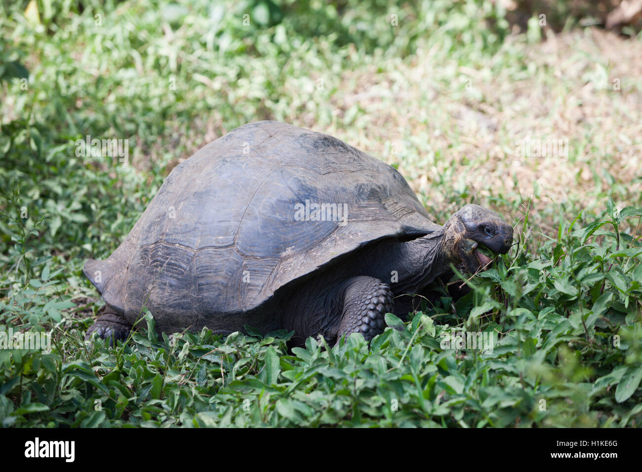 Le Galapagos La tartaruga gigante, Chelonoidis nigra, Isola di Santa Cruz, Galapagos, Ecuador Foto Stock