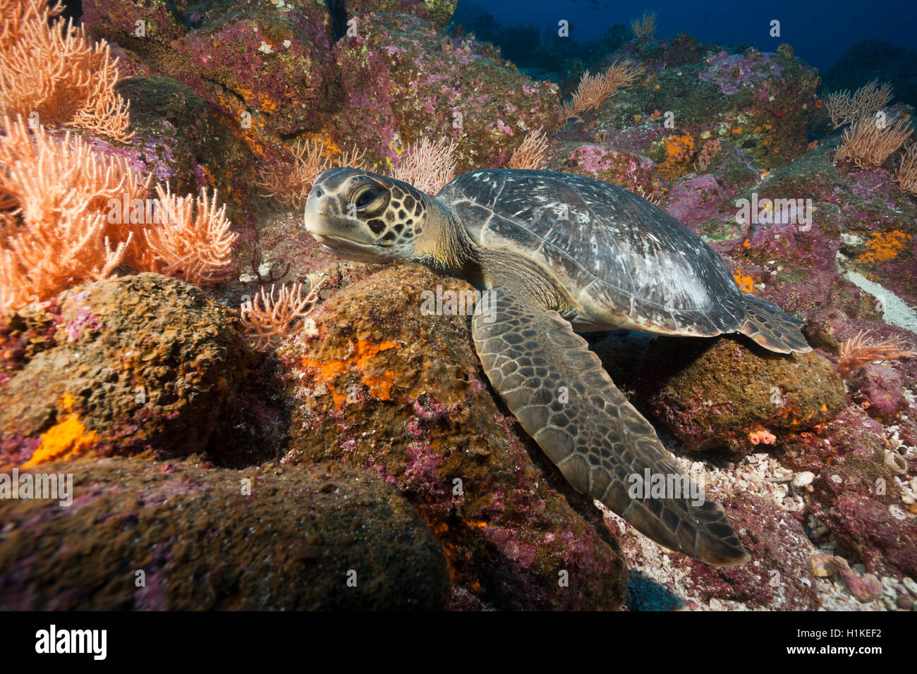 Tartaruga Verde, Chelonia Mydas, arco, Isola di Darwin, Galapagos, Ecuador Foto Stock