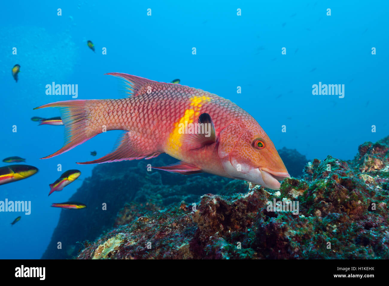 Hogfish messicano, Bodianus diplotaenia, Lupo Isola, Galapagos, Ecuador Foto Stock