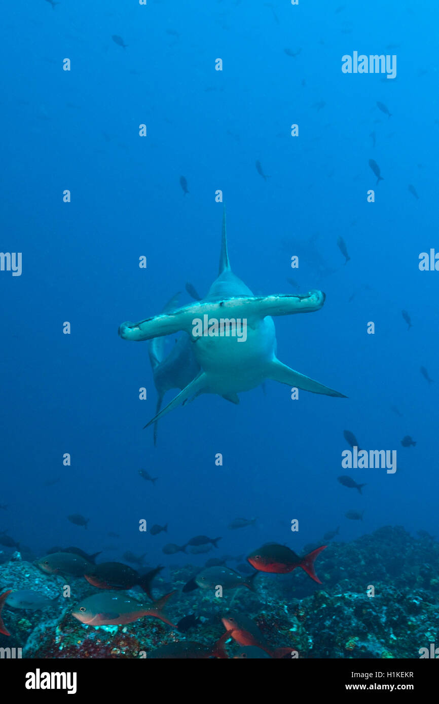 Festone Squalo Martello, Sphyrna lewini, Lupo Isola, Galapagos, Ecuador Foto Stock