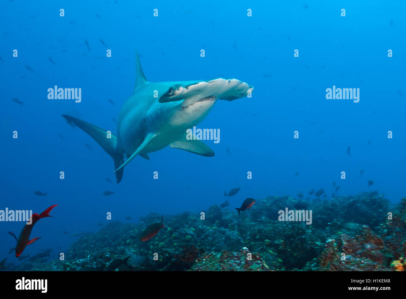 Festone Squalo Martello, Sphyrna lewini, Lupo Isola, Galapagos, Ecuador Foto Stock