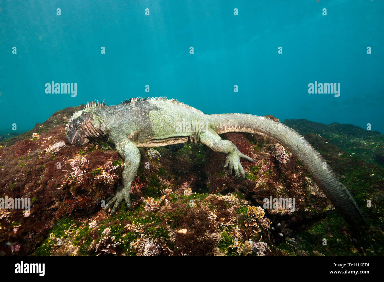 Marine alimentazione Iguana in mare, Amblyrhynchus cristatus, Cabo Douglas, Fernandina Island, Galapagos, Ecuador Foto Stock