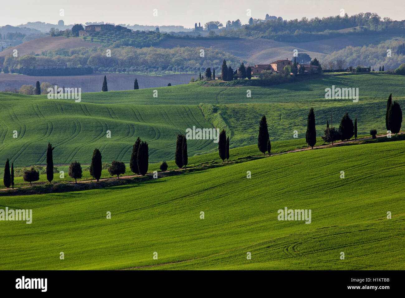 Un paesaggio collinare con campi di grano e cipressi, Asciano Crete Senesi, provincia di Siena, Toscana, Italia Foto Stock