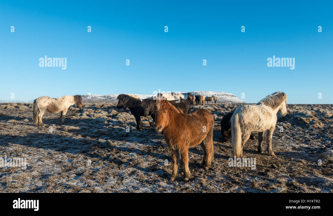 Cavallo islandese (Equus przewalskii f. caballus), Regione meridionale Islanda Foto Stock