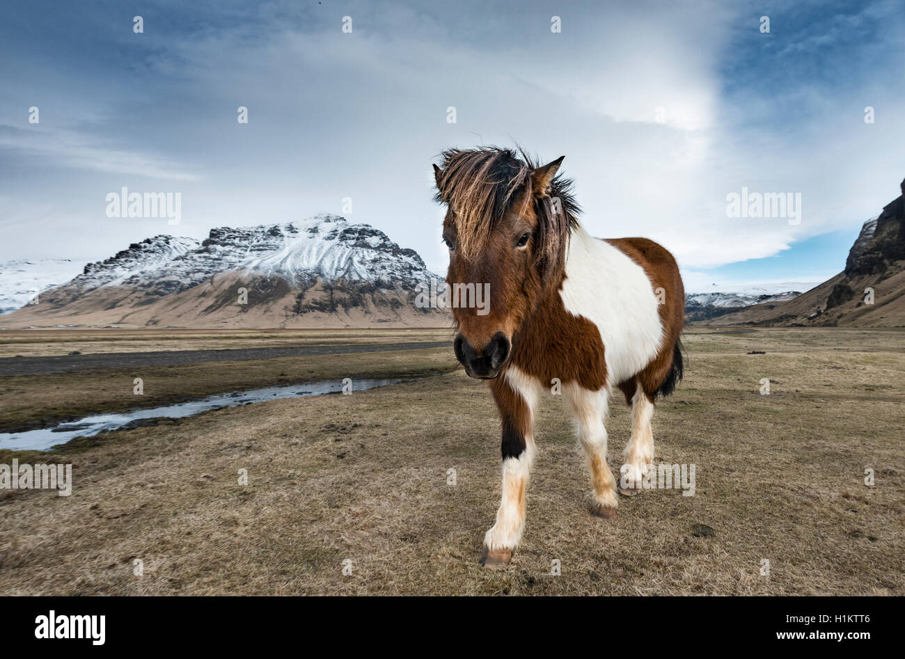 Cavallo islandese (Equus przewalskii f. caballus) contro il cielo drammatico, Regione meridionale Islanda Foto Stock