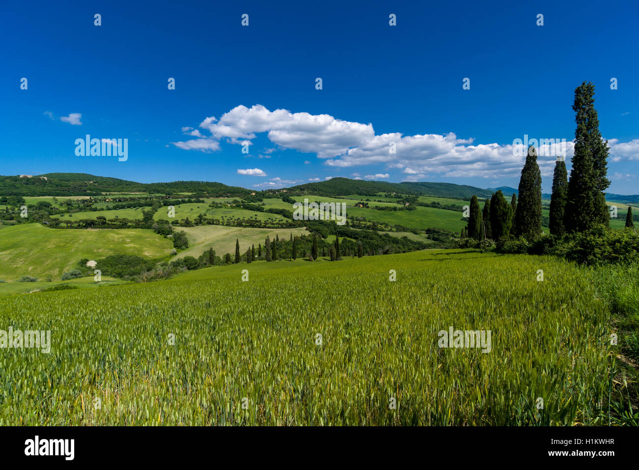 Verde tipico paesaggio toscano in Val d'Orcia con colline, alberi, campi di grano, cipressi e blu cielo nuvoloso, La Foce, Toscana Foto Stock