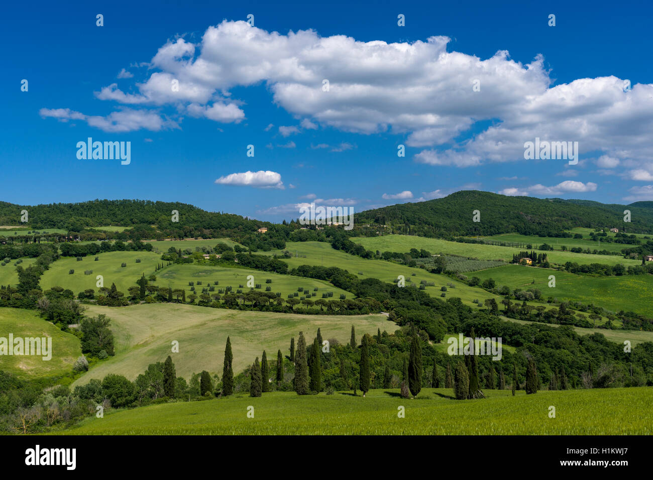 Verde tipico paesaggio toscano in Val d'Orcia con colline, alberi, campi di grano, cipressi e blu cielo nuvoloso, La Foce, Toscana Foto Stock