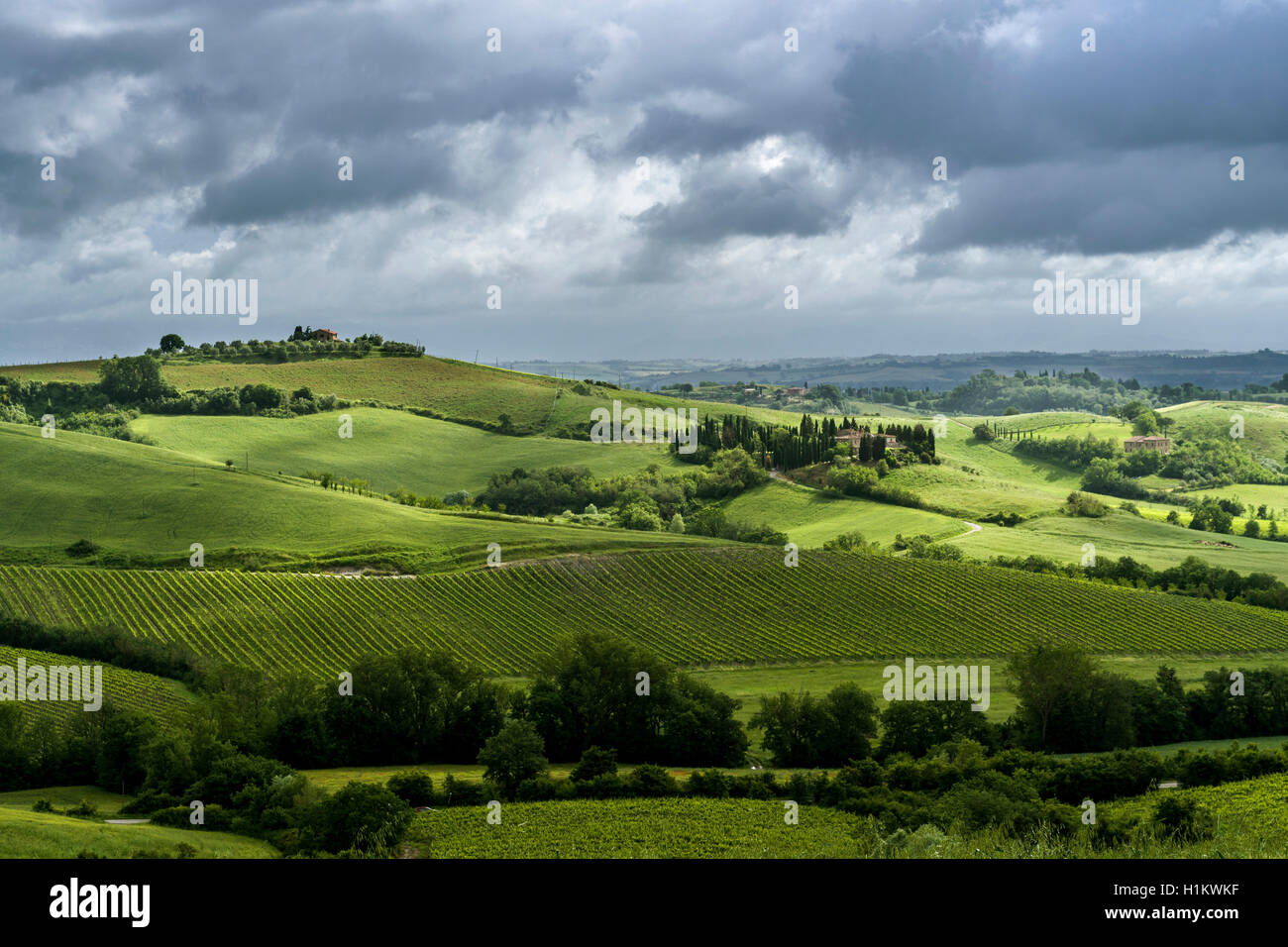 Verde tipico paesaggio toscano in Val d'Orcia, con colline, campi, olivi, vigneti, oliveti e cielo molto nuvoloso Foto Stock