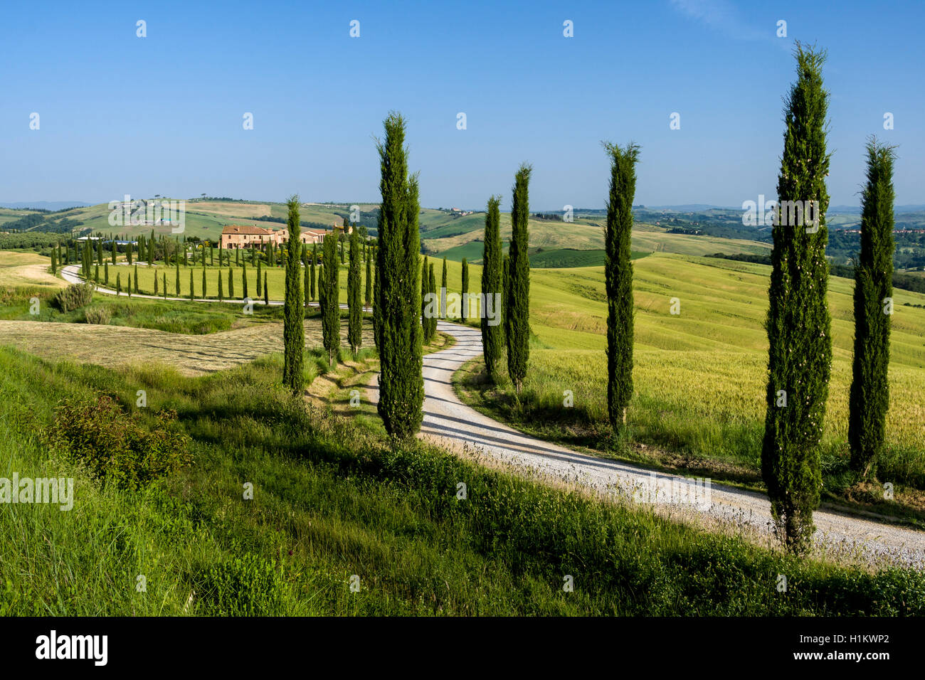Verde tipico paesaggio toscano in Val d'Orcia, fattoria sulla collina, strada tortuosa, campi, cipressi e cielo blu, Trequanda, Toscana Foto Stock