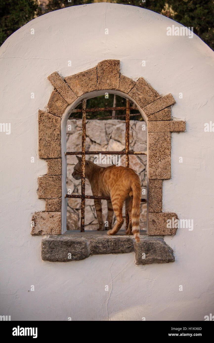 Gatto di guardare attraverso una finestra in una parete Foto Stock