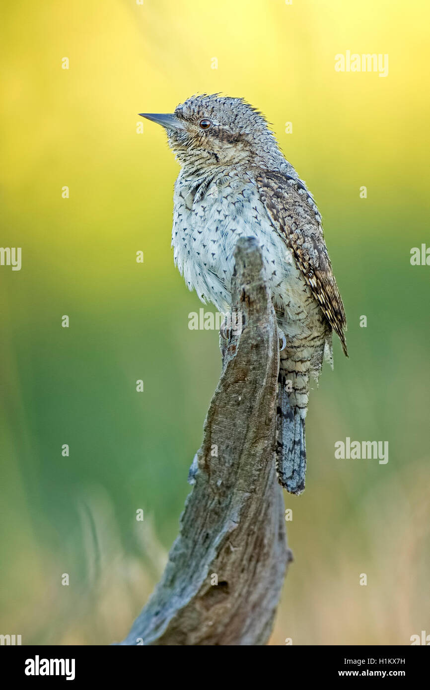 Eurasian spasmodico (Jynx torquilla), Riserva della Biosfera dell'Elba centrale, Sassonia-Anhalt, Germania Foto Stock