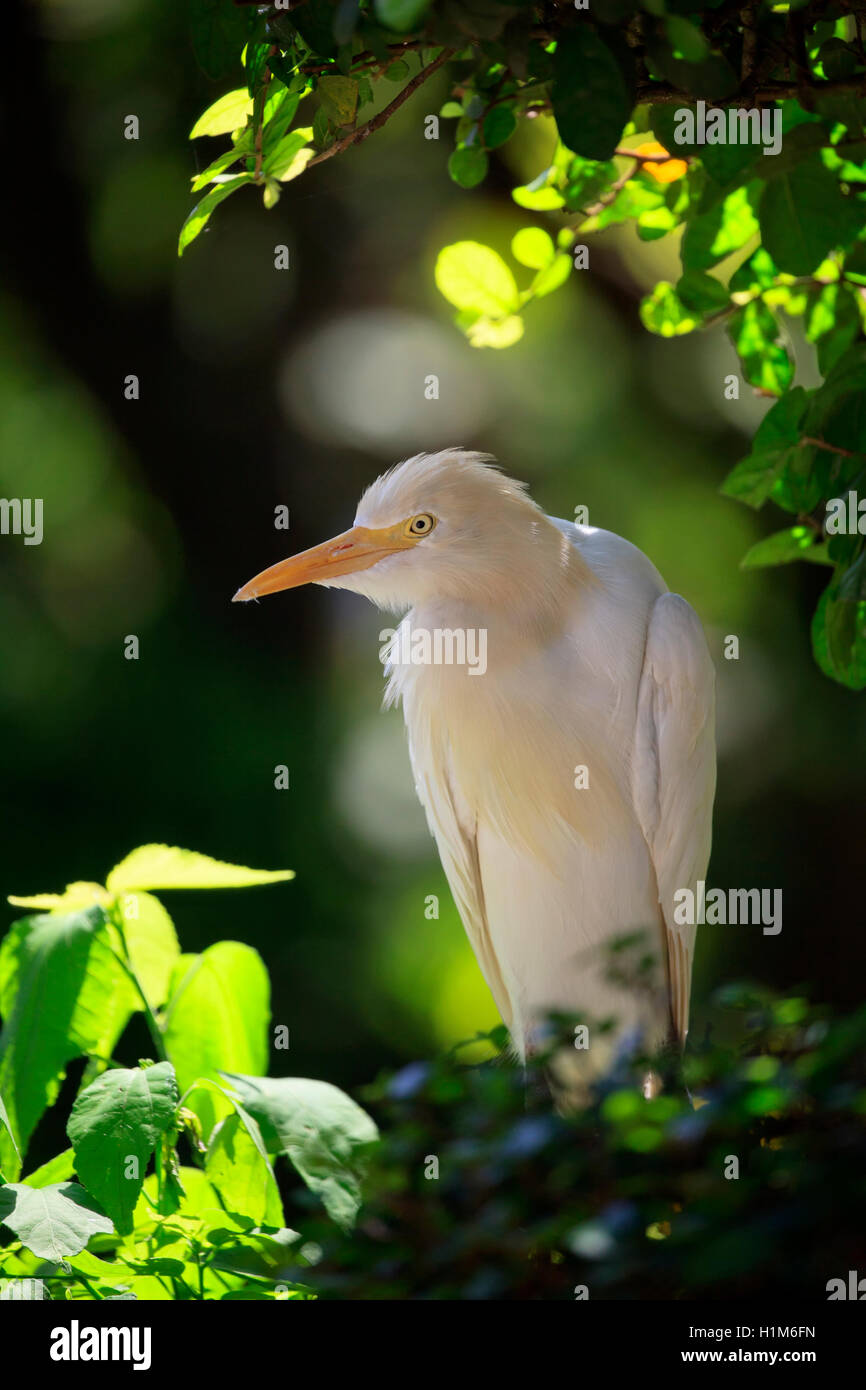 Ritratto di un airone guardabuoi, Bubulcus ibis, in piedi in una struttura ad albero. Foto Stock