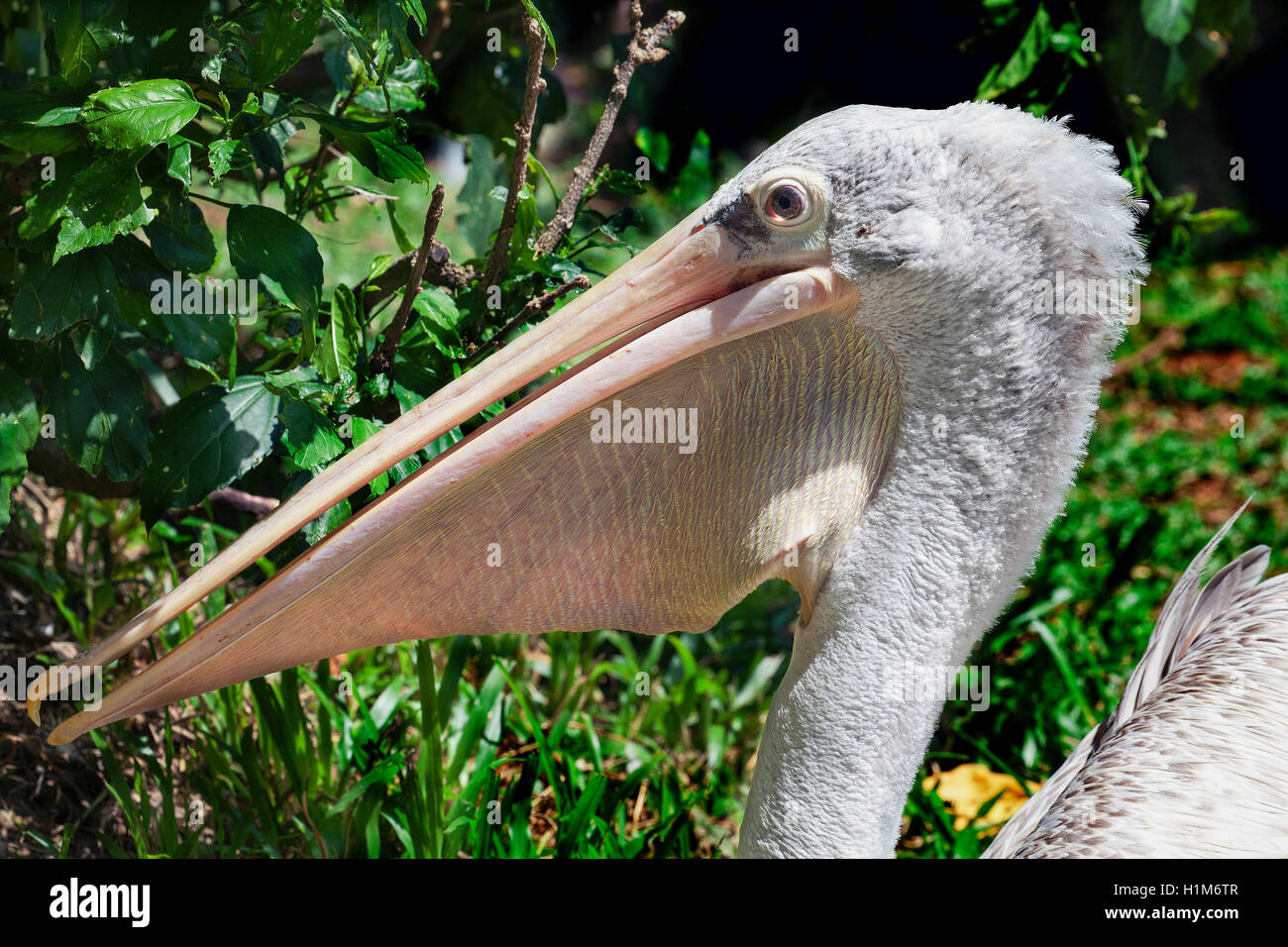 Close-up di un pellicano, Pelecanus onocrotalus, mostra che è rugoso gola custodia. Foto Stock