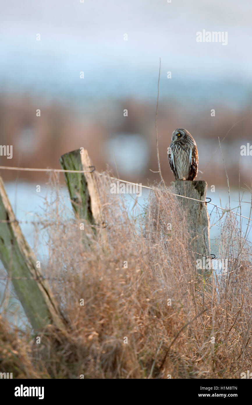 Corto-eared Owl / Sumpfohreule ( asio flammeus ) inverno ospite, appoggiata su un vecchio recinto pole,circondato da coperta di neve pascoli. Foto Stock