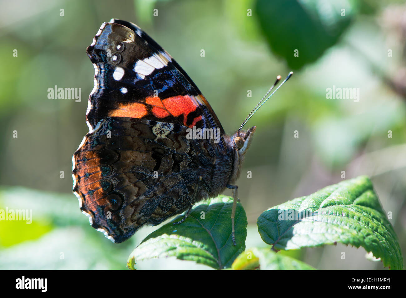 Red admiral butterfly (Vanessa Atalanta) retroilluminato. Insetto in famiglia Nymphalidae a riposo sul rovo che mostra la parte inferiore delle ali Foto Stock