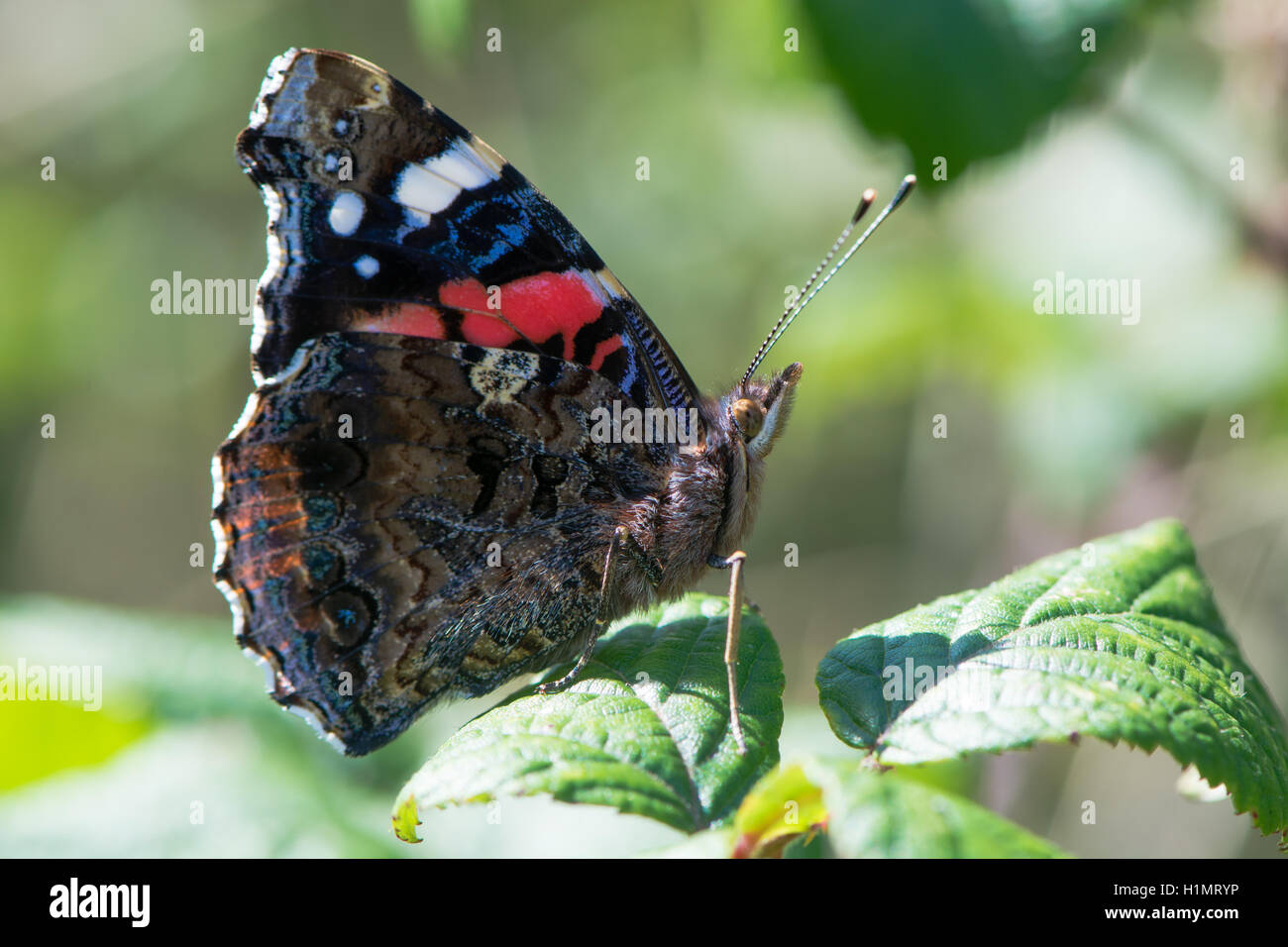 Red admiral butterfly (Vanessa Atalanta) a riposo. Insetto in famiglia Nymphalidae a riposo sul rovo che mostra la parte inferiore delle ali Foto Stock