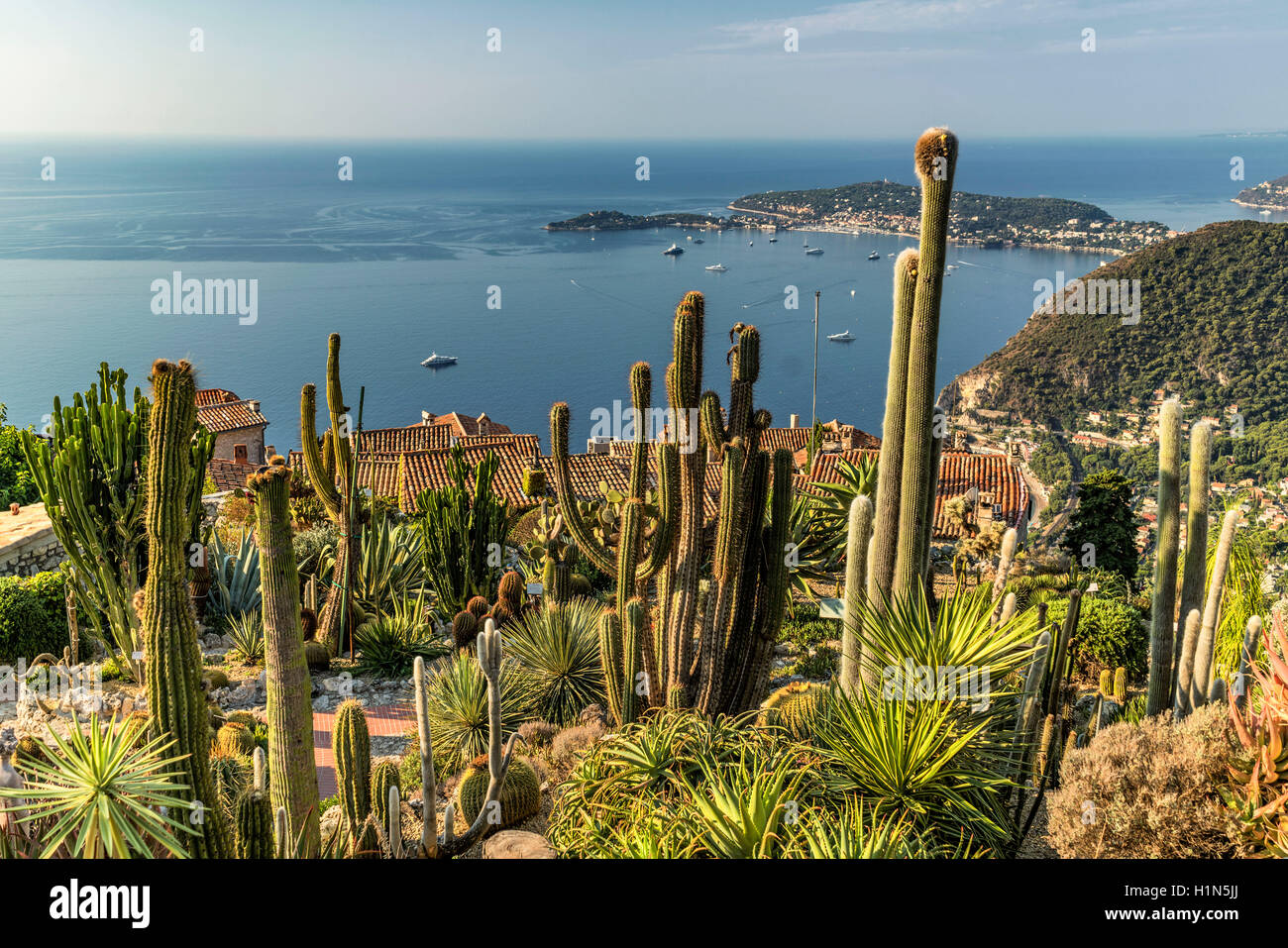 Jardin Exotique, cactus, Eze Village, Eze, Provence-Alpes-Côte d'Azur, in Francia Foto Stock