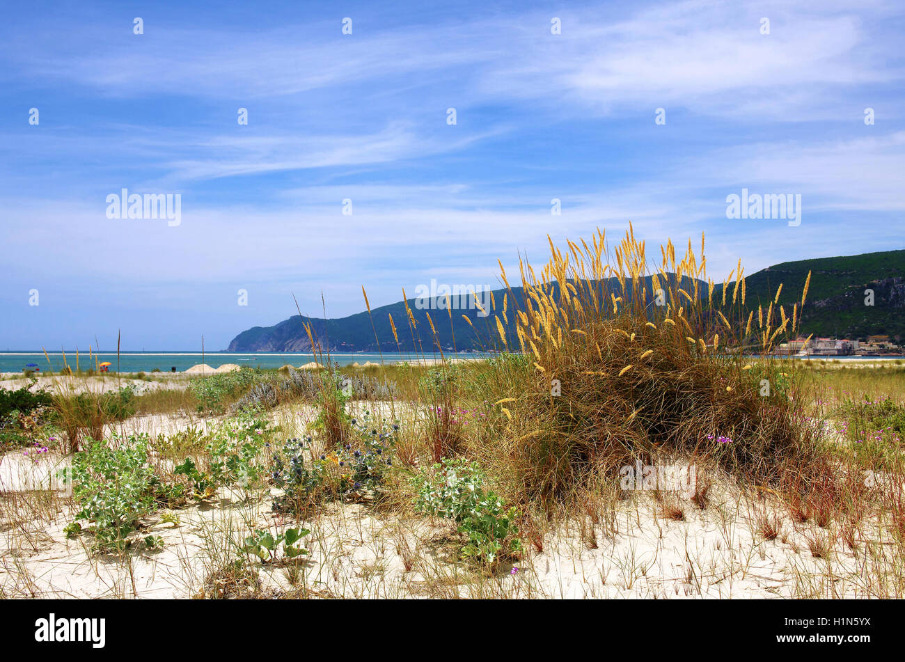 Paesaggio di spiaggia con dune e vegetazione selvaggia e il mare in background Foto Stock