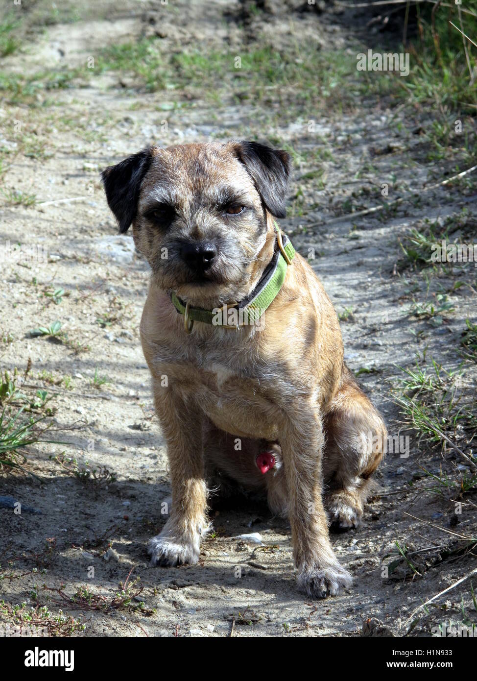 Border terrier seduto sul percorso Foto Stock