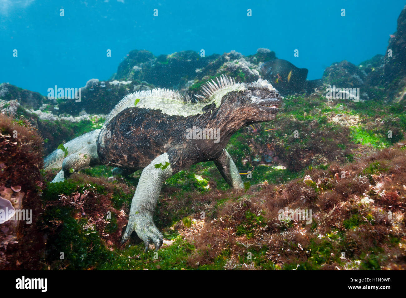 Marine alimentazione Iguana in mare, Amblyrhynchus cristatus, Cabo Douglas, Fernandina Island, Galapagos, Ecuador Foto Stock