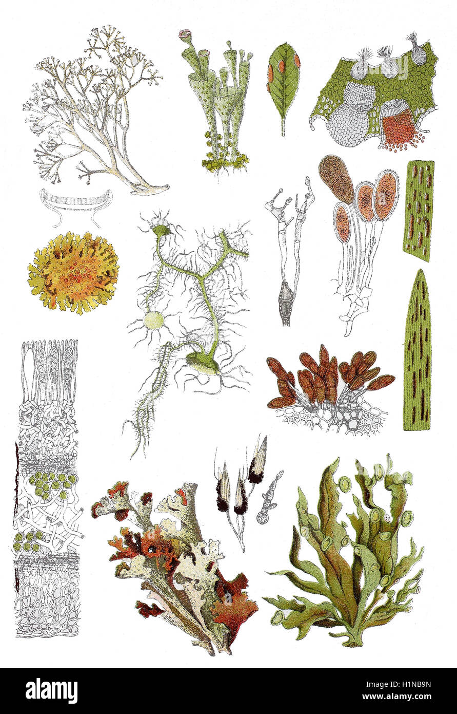 Isola lichen, Cetraria inlandica bottem (centro), cartilagine Lichen, Ramalina fraxinea (destra bottem), comune lichene arancione, giallo scala, Xanthoria parietina (al centro a sinistra), Usnea licheni, usnea barbata (centro, 2. von sinistra), licheni delle renne, Cladonia rangiferina (in alto a sinistra), lichen, Cladonia coccifera (centro superiore), Foto Stock