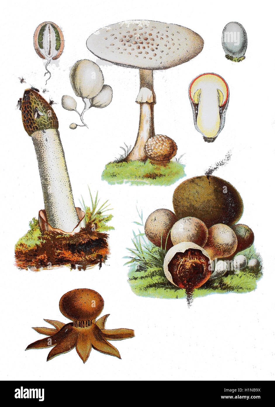 Stinkhorn comune, Phallus impudicus (al centro a sinistra), Amanita strobiliformis (centro superiore), Puffball, scleroderma Bovista (al centro a destra), earthstar roseo, Geastrum rufescens (sinistra) bottem Foto Stock